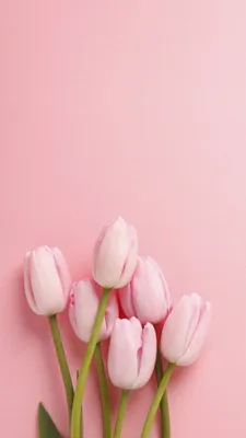 Что делает настоящий Мужчина, когда находит свою Женщину | Nature iphone  wallpaper, Flower phone wallpaper, Flower background wallpaper