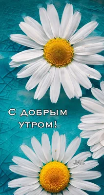 Pin by Ольга on Доброе утро! | Daisy wallpaper, Flower background iphone,  Flower iphone wallpaper