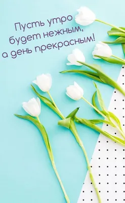 Доброго утра | Flower background iphone, Flower wallpaper, Flowers  photography wallpaper