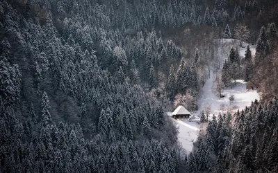 Домик в лесу обои на рабочий стол - фото и картинки abrakadabra.fun