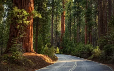 Mobile wallpaper: Nature, Forest, Road, Sunset, 136585 download the picture  for free.