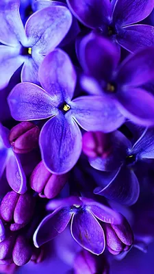 Обои iPhone wallpapers | Purple flowers, Purple flowers wallpaper, Blue  flower wallpaper