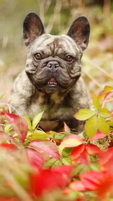 Images French Bulldog dog Animals 1080x1920