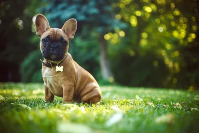 Wallpaper French Bulldog Dogs Animals 640x960