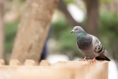 HD wallpaper: Flock of Green-and-blue Pigeons, animal photography, animals  | Wallpaper Flare