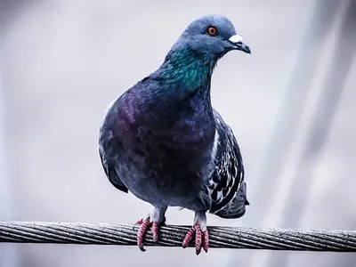 Peace … | Dove pictures, Beautiful birds, White doves