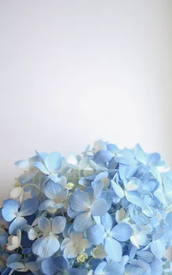 Гортензія/Hydrangea | Flower phone wallpaper, Blue flower wallpaper,  Hydrangea wallpaper