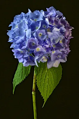 Photo Flowers Hydrangea Closeup Black background 3002x4500