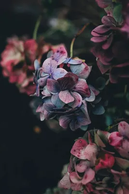 Обои на телефон. Wallpaper on your phone. | Plantas con flores, Flores,  Hortensia