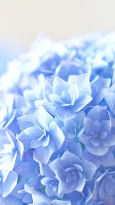 Wallpaper Hortensia, 5k, 4k wallpaper, blue, Nature #8315