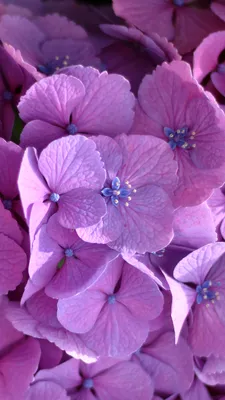 Photos Violet Flowers Hydrangea Closeup 1080x1920