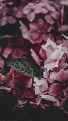 Обои | Гортензия | Цветы | Hydrangea wallpaper, Flowers photography, Flower  aesthetic