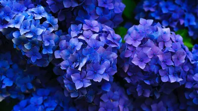 Close-Up Photo of Hortensias | Гортензия, Цветочные фоны, Красивые розы