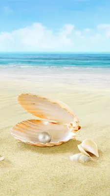 Picture Pearl Bokeh beaches Sea Nature Sand Shells 1080x1920