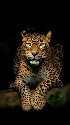 40 3D iPhone Lock Screen Wallpapers For 2017 - Bored Art | Wild animal  wallpaper, Jaguar animal, Animals wild