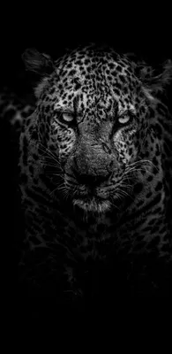 1440x2960 Jaguar Wallpapers for Samsung Galaxy S8/S8+/S9/S9+/Note 8/Note 9  QHD