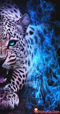 Jaguar Predator Animal | Jaguar animal, Wild animal wallpaper, Animal  wallpaper