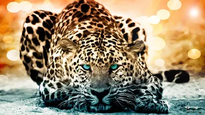 Wallpaper jaguar, wild, cat, face, Animals #10237