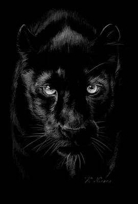 Wallpaper Brown and Black Leopard in Close up Photography, Background -  Download Free Image