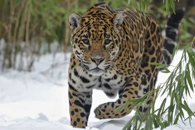 леопард морда HD обои для ноутбука | Black jaguar, Jaguar pictures, Leopard  wallpaper