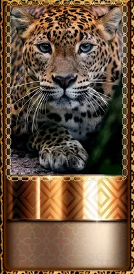 Photos leopard Big cats Glance Animals Wood planks 1080x1920