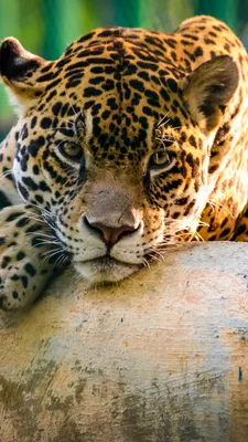 Wallpaper jaguar, wild, cat, sad face, Animals #10303