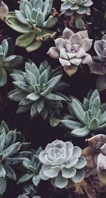 Resultado de imagen para hipster tumblr photography | Iphone background,  Plant wallpaper, Iphone wallpaper vintage