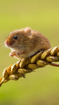 Обои для рабочего стола Мыши harvest mouse Колос животное 1080x1920