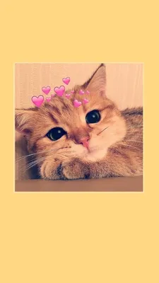 ОБОИ НА ТЕЛЕФОН КОТ CAT | Cute cat memes, Cat wallpaper, Cute baby animals