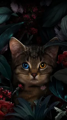 1080x1920 Kitten Wallpapers for Android Mobile Smartphone [Full HD]