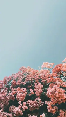 HD Phone Wallpaper | Flower iphone wallpaper, Iphone wallpaper vsco, Summer  wallpaper