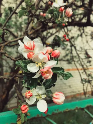 Природа. Цветы. Дерево. Весна. Фото. Обои на телефон. Лето | Apricot  blossom, Blossom, Plants