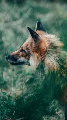 abstract #fox #абстракция #лиса #wallpapers #wallpaper #wallpapereng... |  TikTok