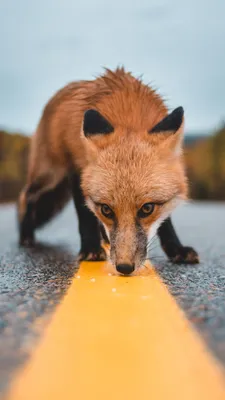 Скачать обои морда, минимализм, лиса, белый фон, fox, раздел минимализм в  разрешении 9600x6000