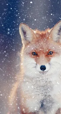 Pin by Bombastikgirl on Wallpapers | Fox artwork, Fox art, Fox illustration