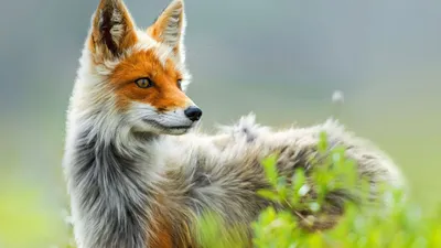 Photos Foxes scream Tongue Snout animal Black background 600x800