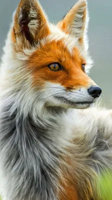 Обои лиса, природа, дикая, животные, Fox, wild, gray, red, Животные #607