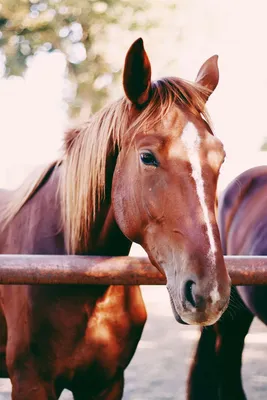 Лошадь | Animals, Horses