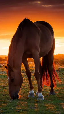 Скачать Horse Wallpaper APK для Android