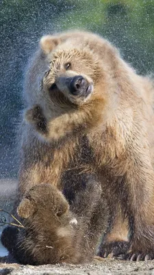 Desktop Wallpapers Brown Bears Snout Glance Closeup 2000x2800