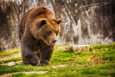 Обои для телефона с мишкой 🤎🐻 | Милые обои, Обои для телефона, Обои