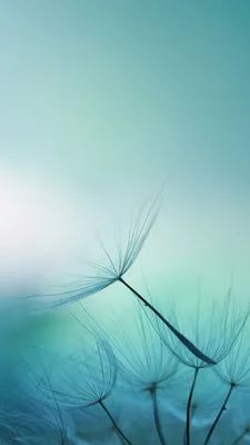 Meizu 16s Pro Wallpaper (YTECHB Exclusive) | Phone wallpaper, Phone screen  wallpaper, Art wallpaper