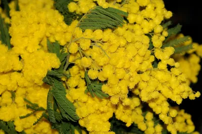 Photo Flowers matricaria Cosmos plant acacia dealbata Colored