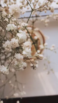 Обои на телефон | Flower aesthetic, Flowers photography, Pretty flowers