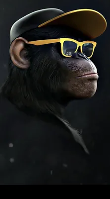 Chimpanzee | Monkey wallpaper, Monkeys funny, Monkey art