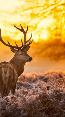 Обои Олень, 4k, HD, природа, дикая, закат, зима, Deer, 4k, HD wallpaper,  wild, sun, yellow, nature, winter, ОС #407