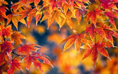 Обои осень, листья, фон, дерево, кофе, colorful, чашка, wood, background,  autumn, leaves, cup, coffee, осенние картинки … | Осенние картинки, Обои,  Блестящие шарики