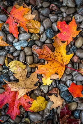 Wallpaper Leaf Autumn Nature Stones Wet 640x960