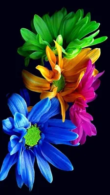 Rainbow | Nature iphone wallpaper, Flower background wallpaper, Flower  phone wallpaper