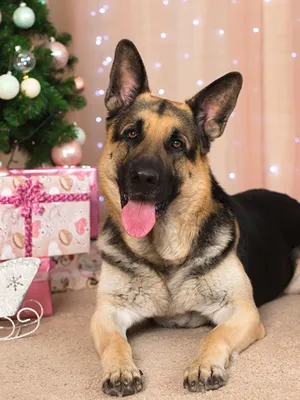 Photo German Shepherd Dogs Christmas Tongue Paws Animals 600x800